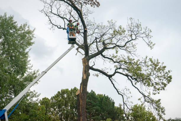 Best Professional Tree Care  in Lake Waccamaw, NC